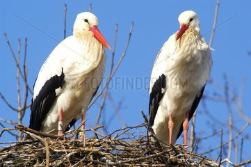 Paare weiße Störche in ihrem Nest