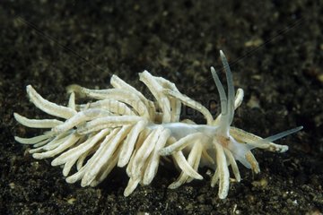 Aeolid nudibranch on a Hydroid Sulawesi Indonesia