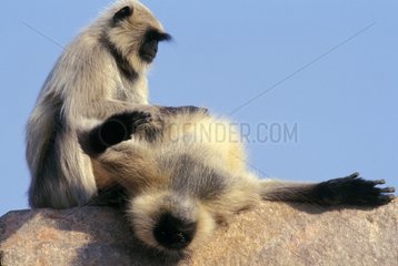 Couple of Hanumans langur grooming together on wall India