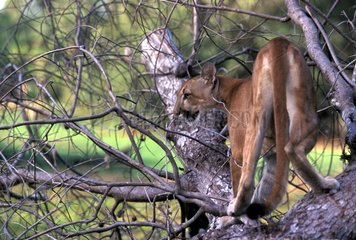 Puma sur un arbre Llanos Venezuela
