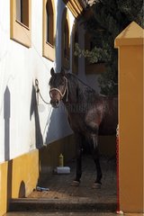 Royal School of Horsemanship of Jerez Andalusia [at]
