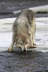 Gray wolf drinking in a river in USA