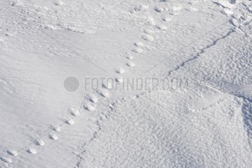 Fußabdrücke von Schamis im Snow Hohneck Massiv Vosges