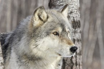 Portrait of a Gray Wolf to the USA
