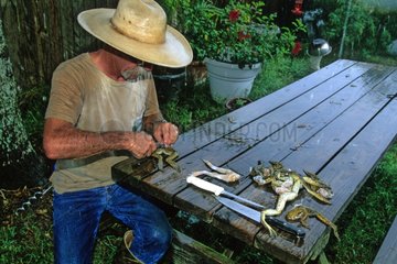 Bill Howell peeling Bullfrogs skin Texas USA