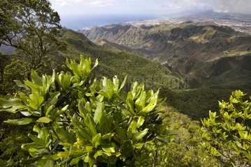 Forest of endemic Laurels Island of Tenerife Canaries