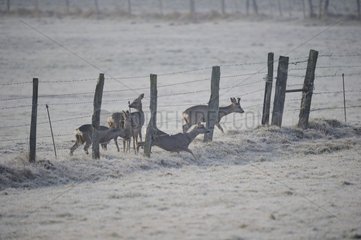 Roedeers crossing a fence in winter - France