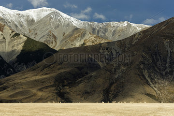 Sheeps in front of mountains near Sheffield  South Island  New Zeland