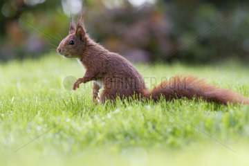 Red Squirrel (Sciurus vulgaris) on grass  Alsace  France