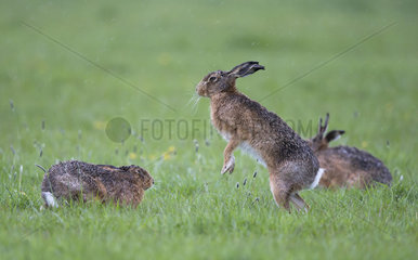 Brown Hares boxing in the rain at spring - GB