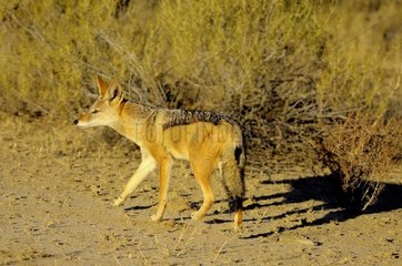 Black-backed jackal (Canis mesomelas) in the Kalahari desert at sunset.  Kgalagad Transfrontier Park  North Cape  South Africa