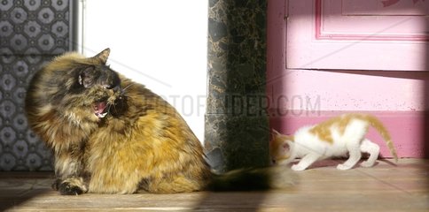 Meeting between a senior and Chatte feulante and a Kitten