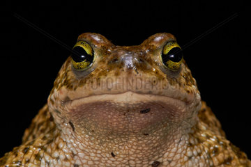 Portrait of Natterjack toad (Epidalea calamita) on black background  Montpellier  Occitanie  France