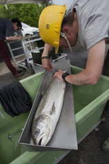 Atlantic salmon (Salmo salar)  scales for biometric scalimetry carried out by a technician from the Saumon Rhin association on a wild salmon caught during the return migration on the Rhine  Gambsheim fish pass  Bas-Rhin  France