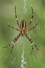 Wasp Spider on his web - France