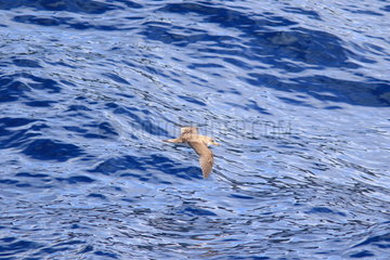 Cory's shearwater (Calonectris borealis) in flight above water  Azores  Portugal