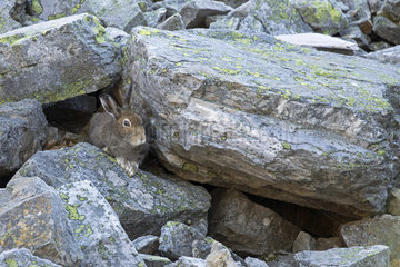 Mountain hare (Lepus timidus) to summer brown coat in a stone  mountains  Alps  Switzerland.