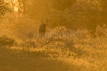 Impala (Aepyceros melampus) walking at sunset  Mapungubwe  South Africa