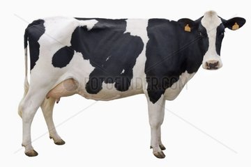 Prim'Holstein Cow cut out France