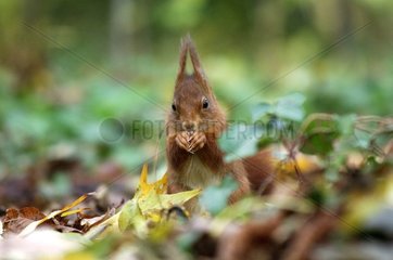 Roux Eichhörnchen auf dem Boden isst eine Pistazie in Ile-de-France