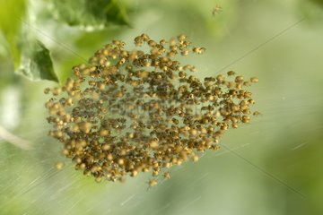 Multitude of young Weaver Spiders after hatching France