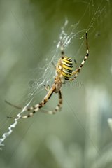 Portrait of Wasp Spider hunting on its Cobweb France