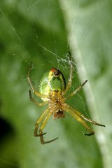 Cucumber Green Spider hunting on its Cobweb Alpes-Maritimes