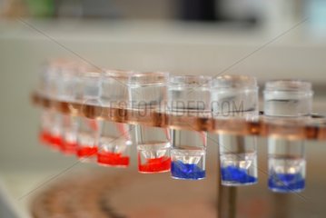 Tubes containing water samples in a laboratory