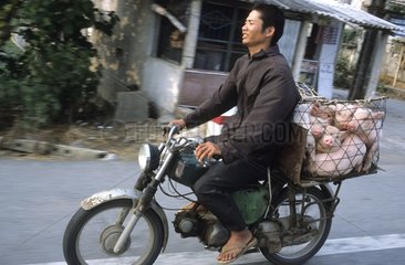 Mann transportiert Ferkel auf seinem Motorrad Vietnam