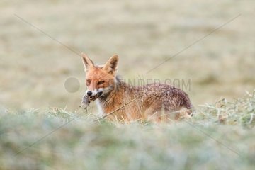 Vixen just catching a rodent in a meadow France