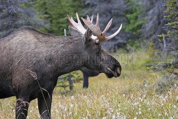 Male Moose loosing its velvet Anchorage Alaska