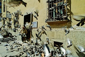 Start einer Gruppe von domestischen Tauben in einer Straße Italien