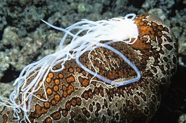 Leopard Sea cucumber with its Cuvierian tubules ejected