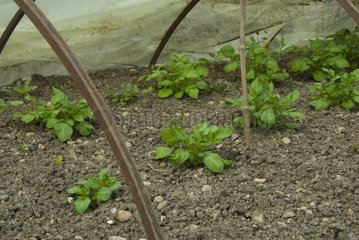 Jeunes plants de pomme de terre