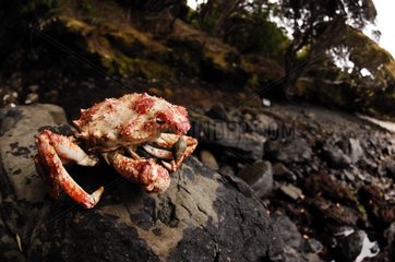 Krabbe ruht auf einem Felsen bei Ebbe Auckland Island