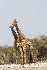 Affection between two Giraffes Etosha