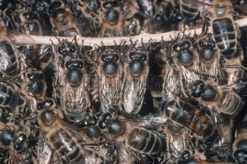 Detail eines Schwarms von Honigbienen