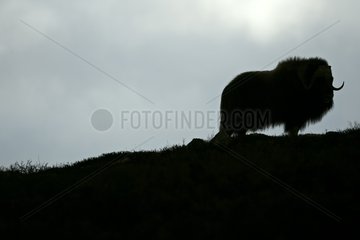 Muskox on a plateau at spring Norway
