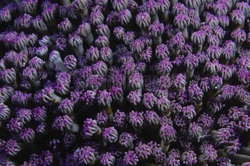 Polyps of Daisy Coral and Acoel Flatworm Indonesia