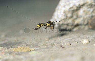 Potter wasp carrying earth and flying
