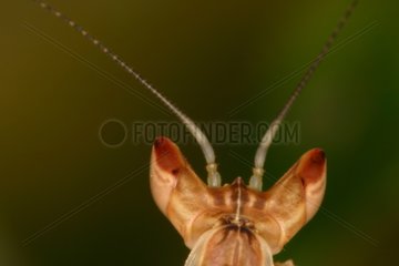 Head of a young Mantid on a breeding