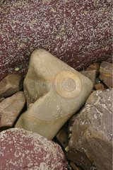 Sandstone block with nodule among fine red sandstones France