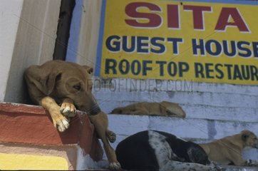 Hunde  die auf Uttar Pradesh India liegen