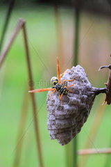 Paper wasp (Polistes nimpha) on its nest  France