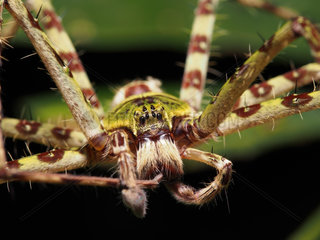 Portrait of Huntsman spider - Tawau Hills Borneo Malaysia