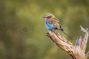 Lilac-breasted roller (Coracias caudatus) on a branch  Kruger National park  South Africa