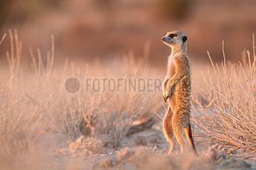 Meerkat keeping vigilant at dawn - Kalahari South Africa