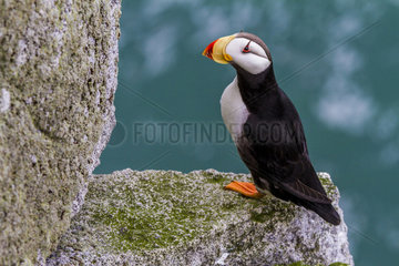 Horned Puffin on rocky shore - Chukotka Russia