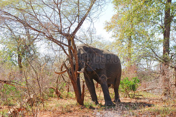 African Elephant (Loxodonta africana) trying to uproot a tree  Kruger National Park  South Africa.