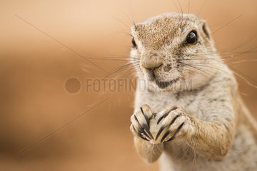 Portrait of South african ground squirrel (Xerus inauris) eating  Namibia